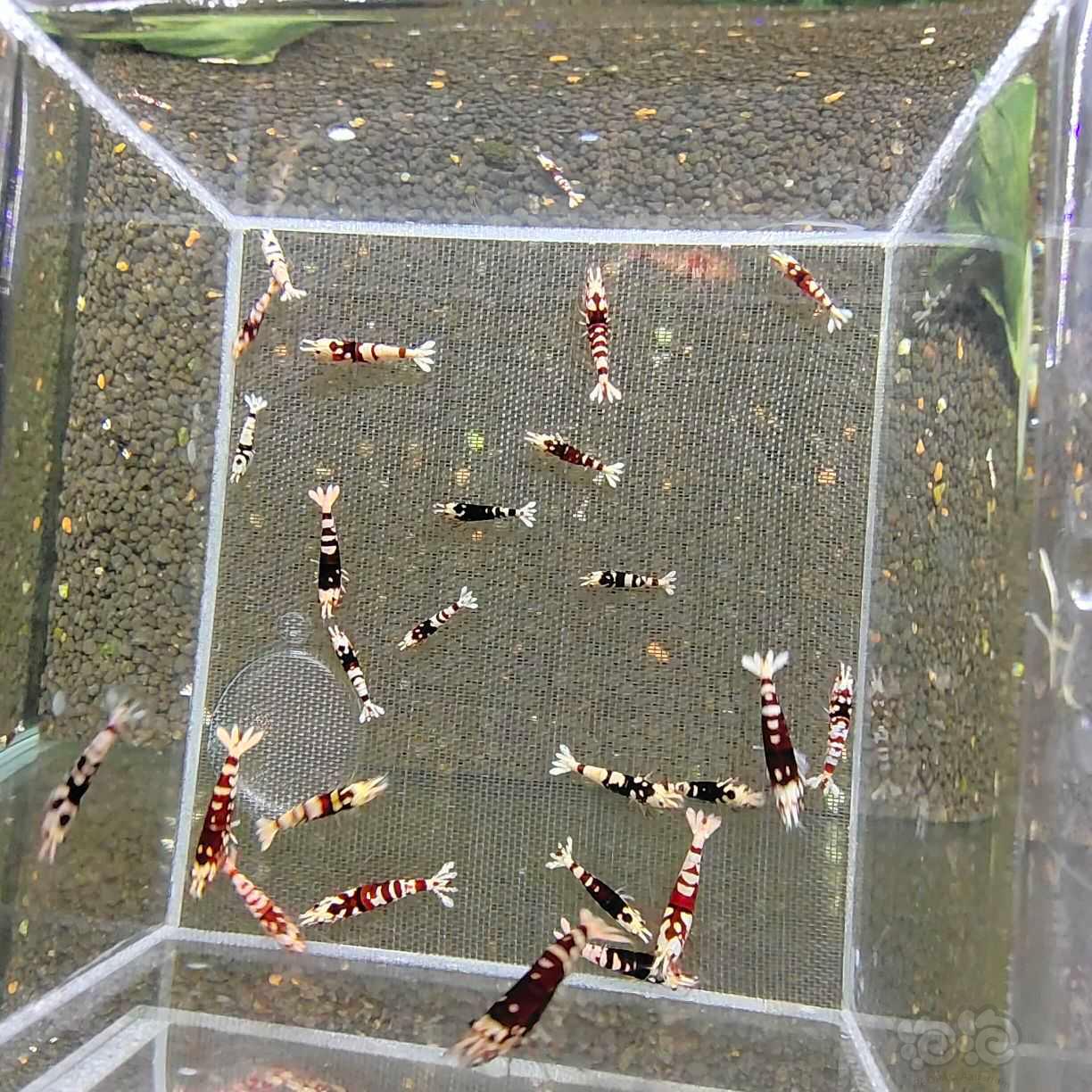 【水晶虾】出深红红花虎-图1