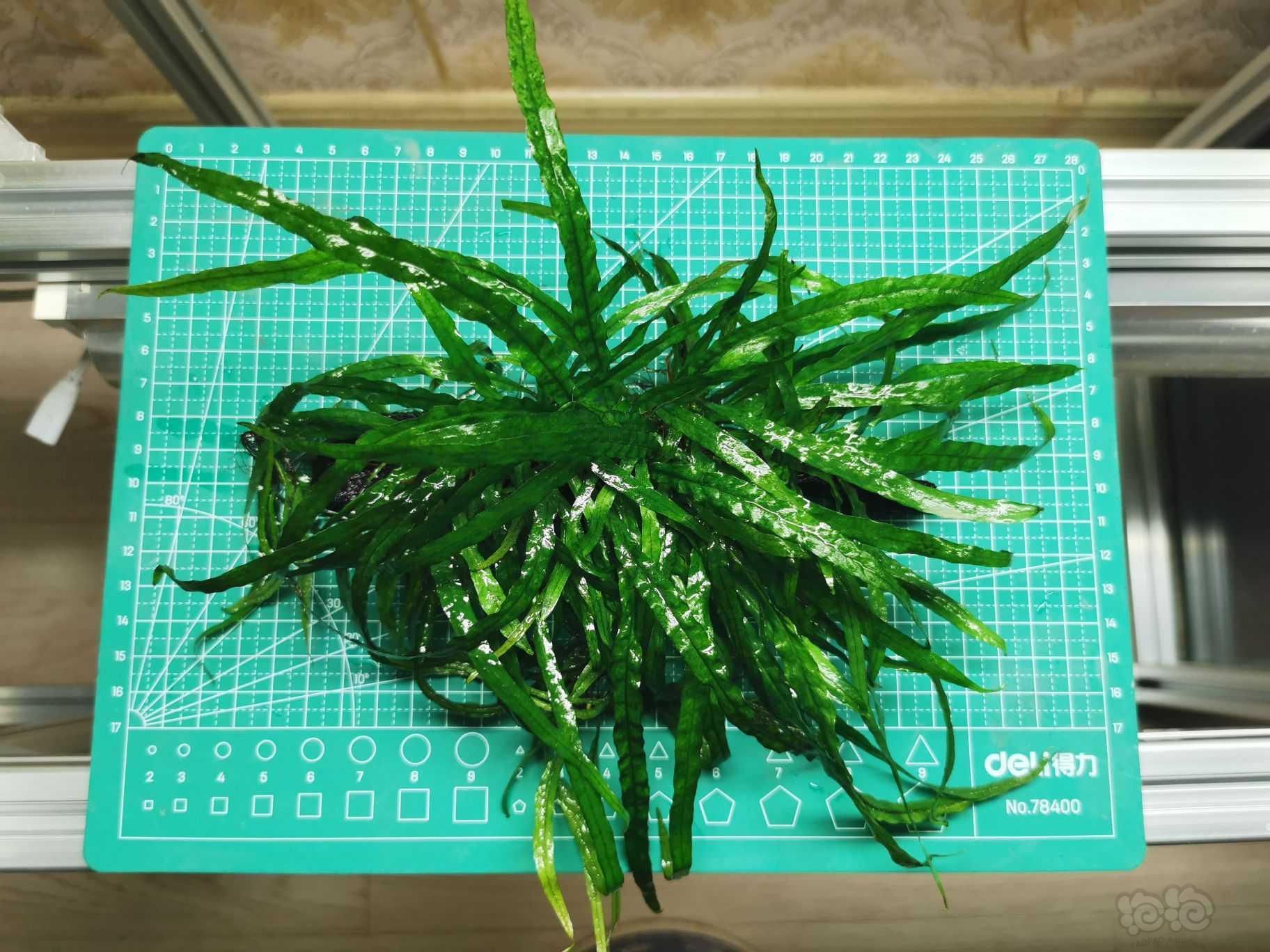 【水榕】青木蕨，细叶铁，迷你榕出售水草-图2