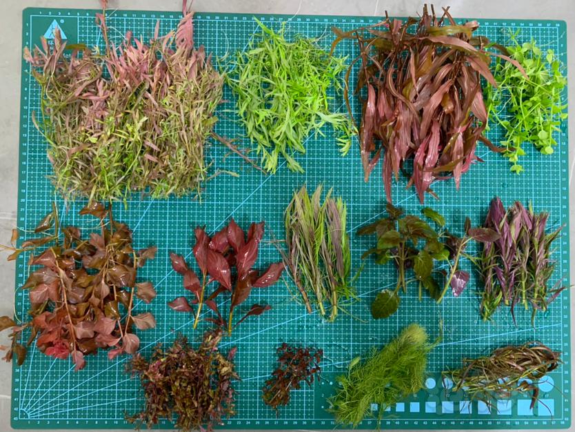 【有茎】出份打头草一共十几个品种，江浙沪顺丰包邮-图1