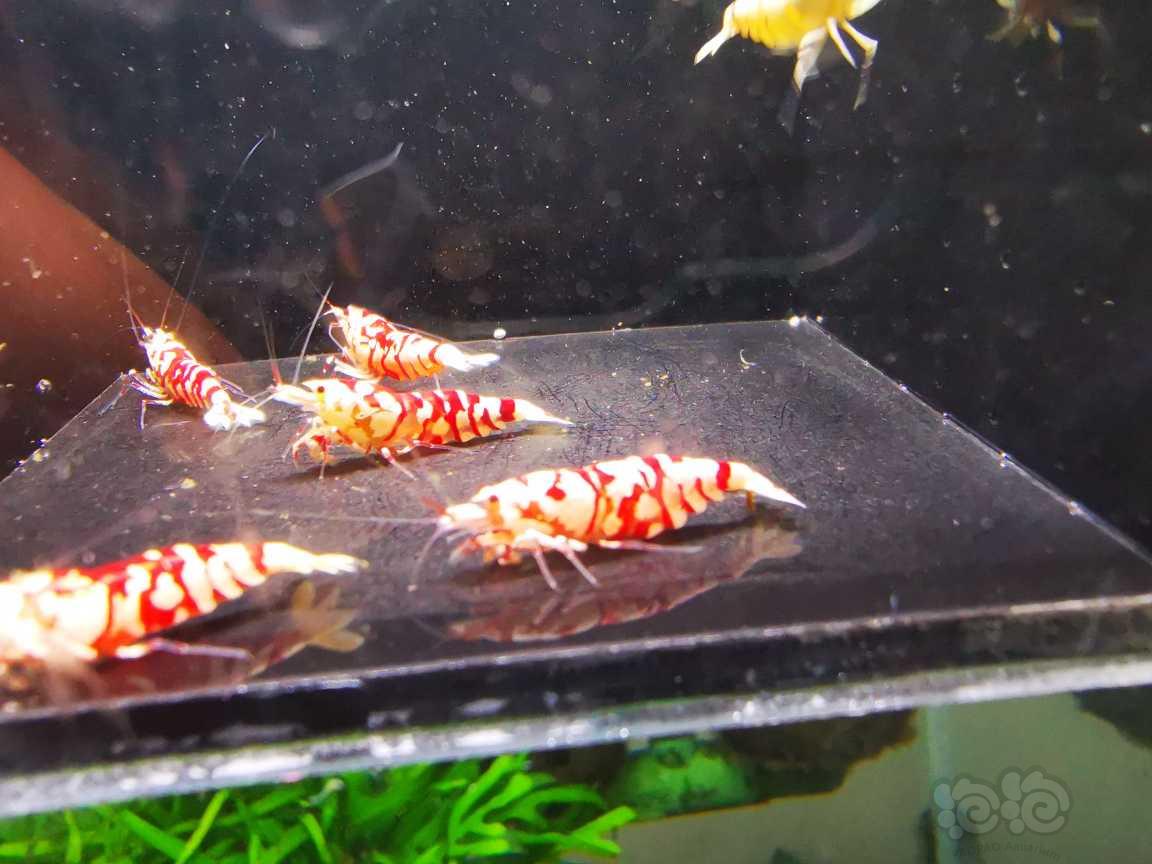 【水晶虾】出售太极红花虎四母两公繁殖组-图2
