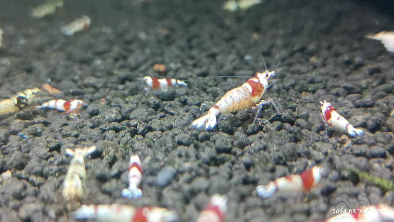 【水晶虾】淘汰红白，黑白-图2