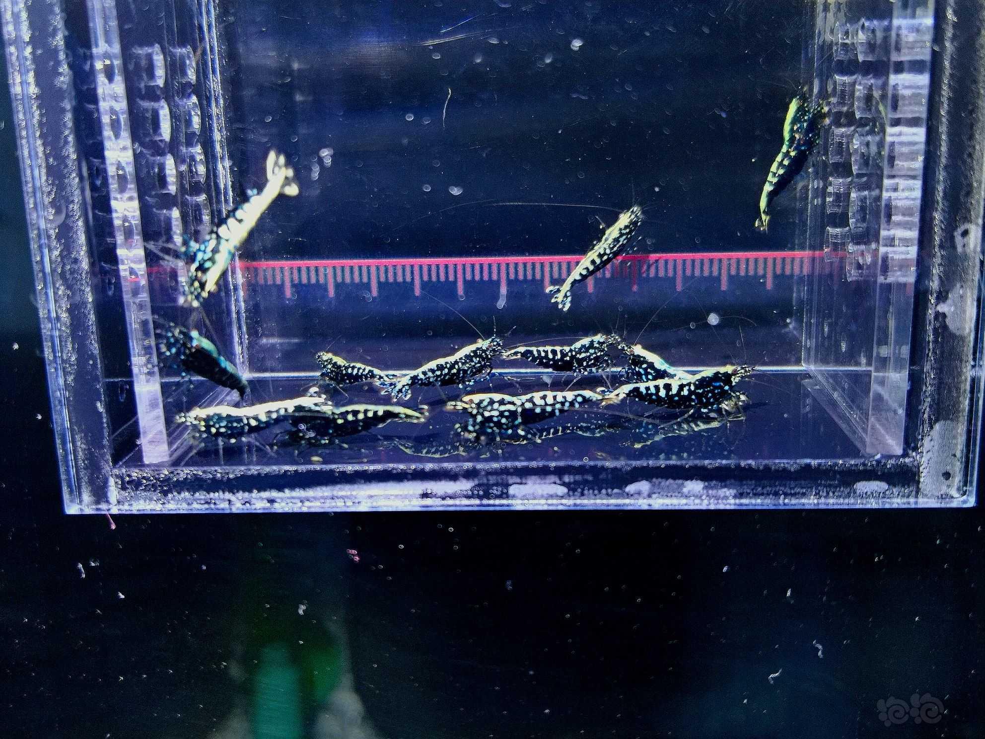 【水晶虾】出一组黑银河水晶虾-图1