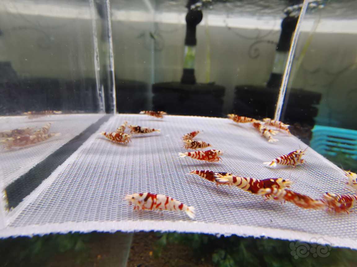 【水晶虾】深红血红花虎-图5
