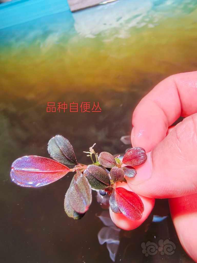 【辣椒榕】14个品种辣椒榕组合-图4