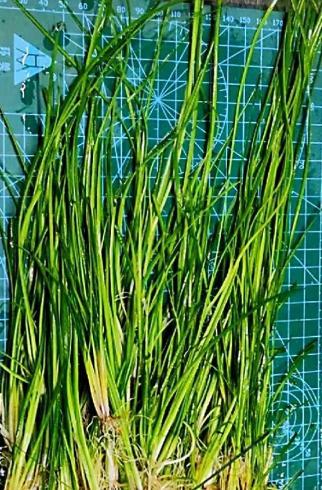 【求购】草友价收细叶水兰，日本小箦藻-图1