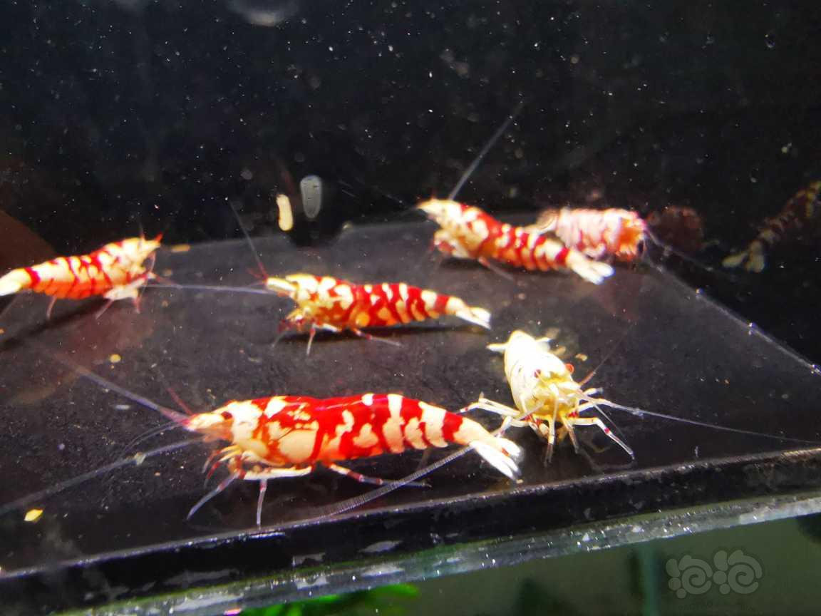 【水晶虾】出售太极红花虎四母两公繁殖组-图5