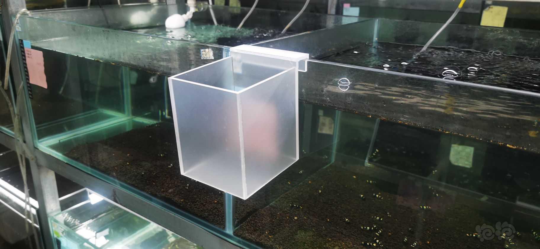 2024-03-30#RMB拍卖#水晶虾隔离盒一个-图1