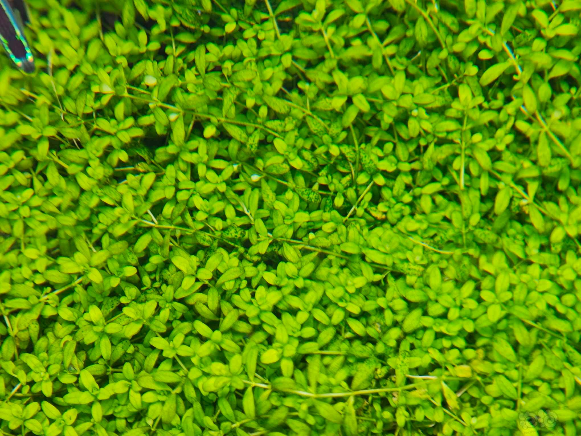 求助30方缸绿斑藻-图3
