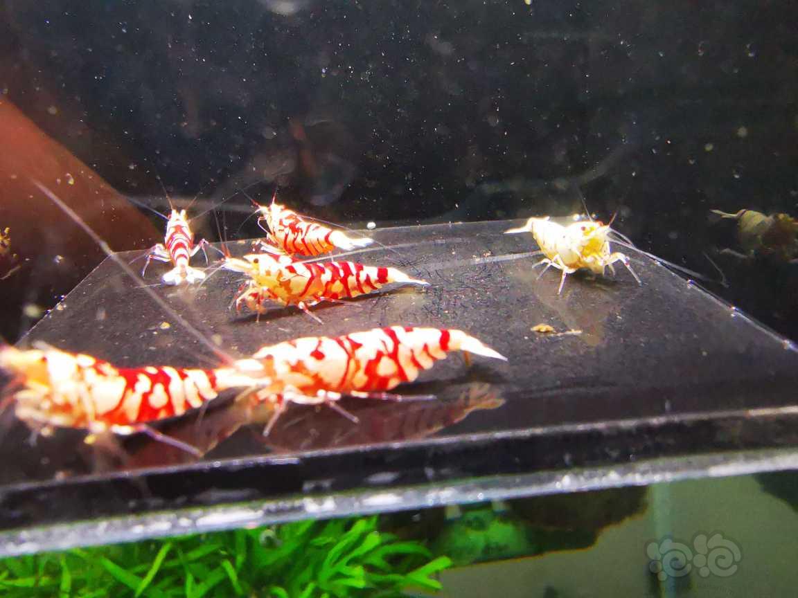 【水晶虾】出售太极红花虎四母两公繁殖组-图1