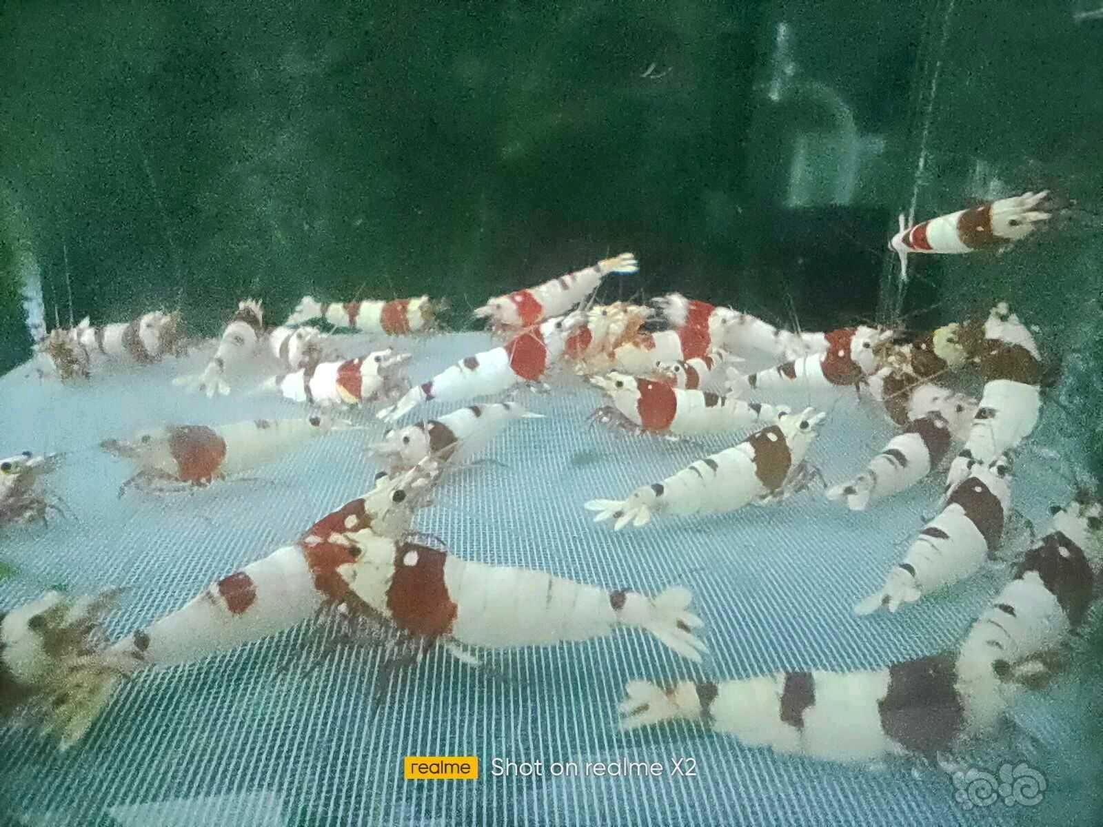 【水晶虾】出售红白三母三公-图2