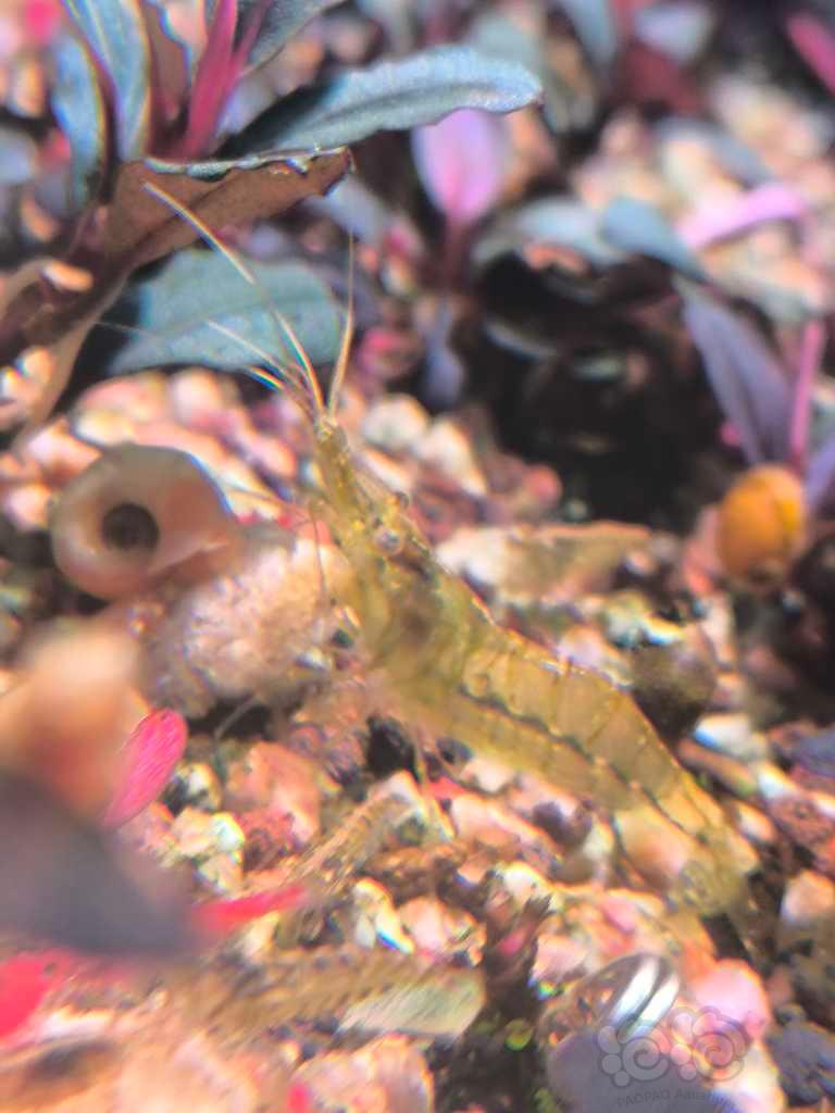 花腰虾-图2