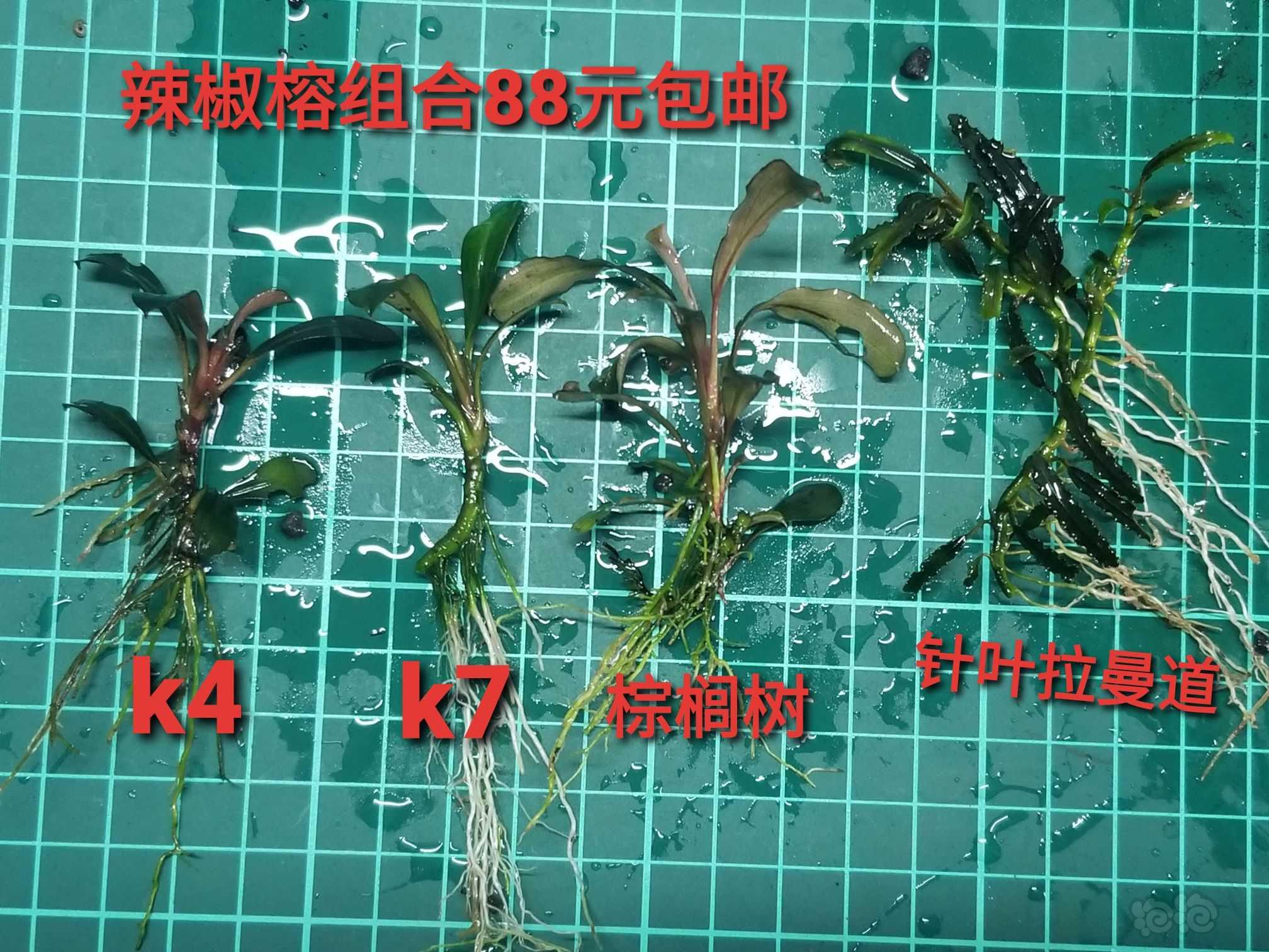 【出售】出细叶铁和辣椒榕-图4