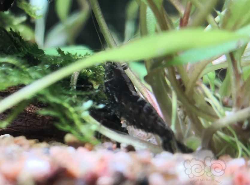 【交流】买的黑壳虾除藻，发现有两只自己变色了-图2