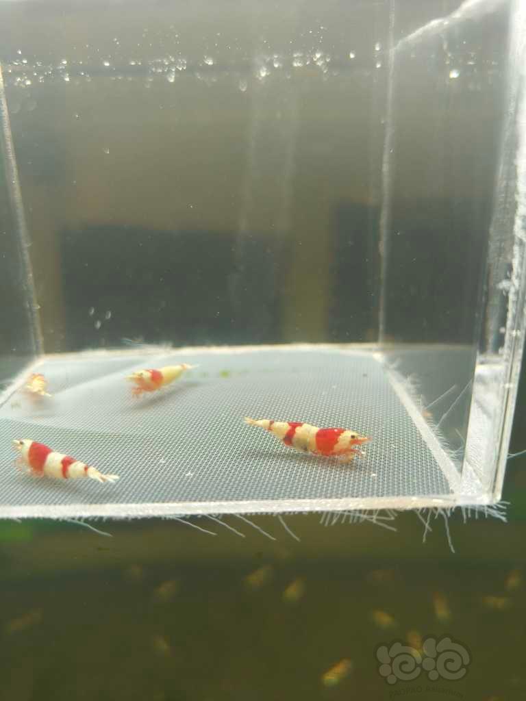 【水晶虾】出售红白纯血水晶虾-图3
