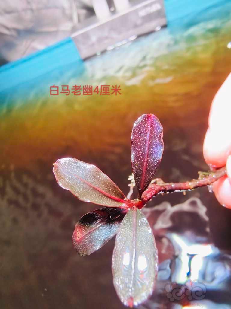 【辣椒榕】14个好看的辣椒榕品种220包顺丰到家-图5