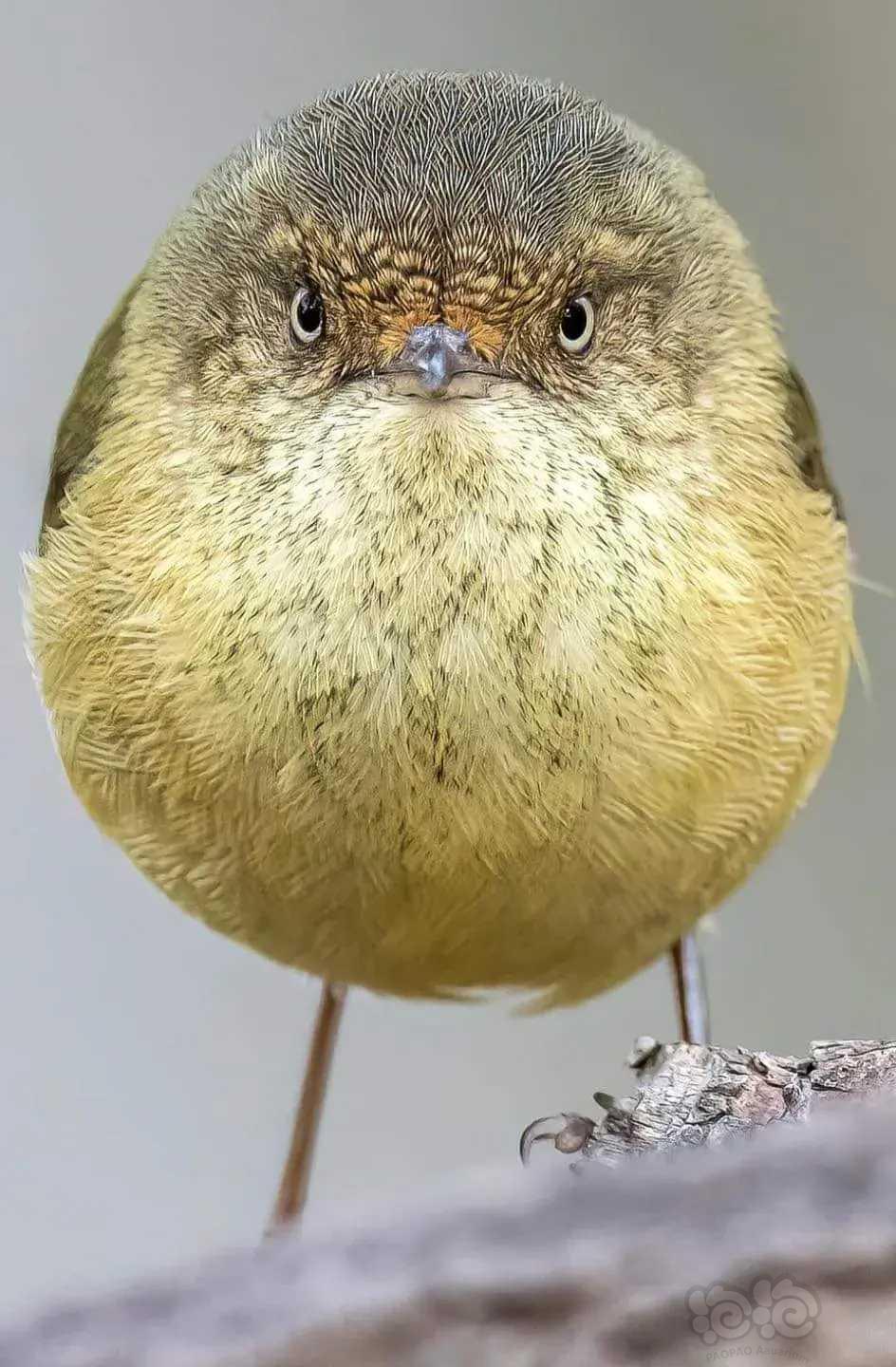 愤怒的小鸟-图1