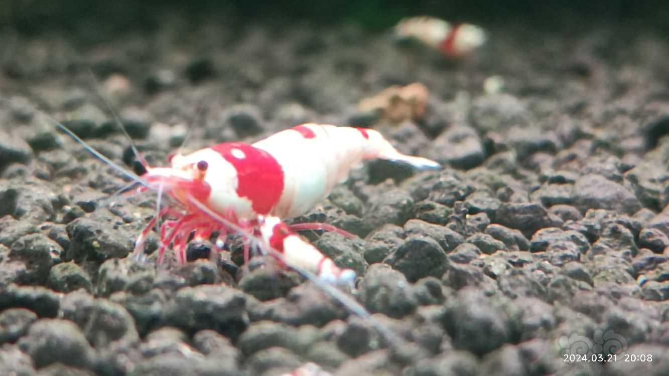 【水晶虾】出红白纯血水晶虾-图4
