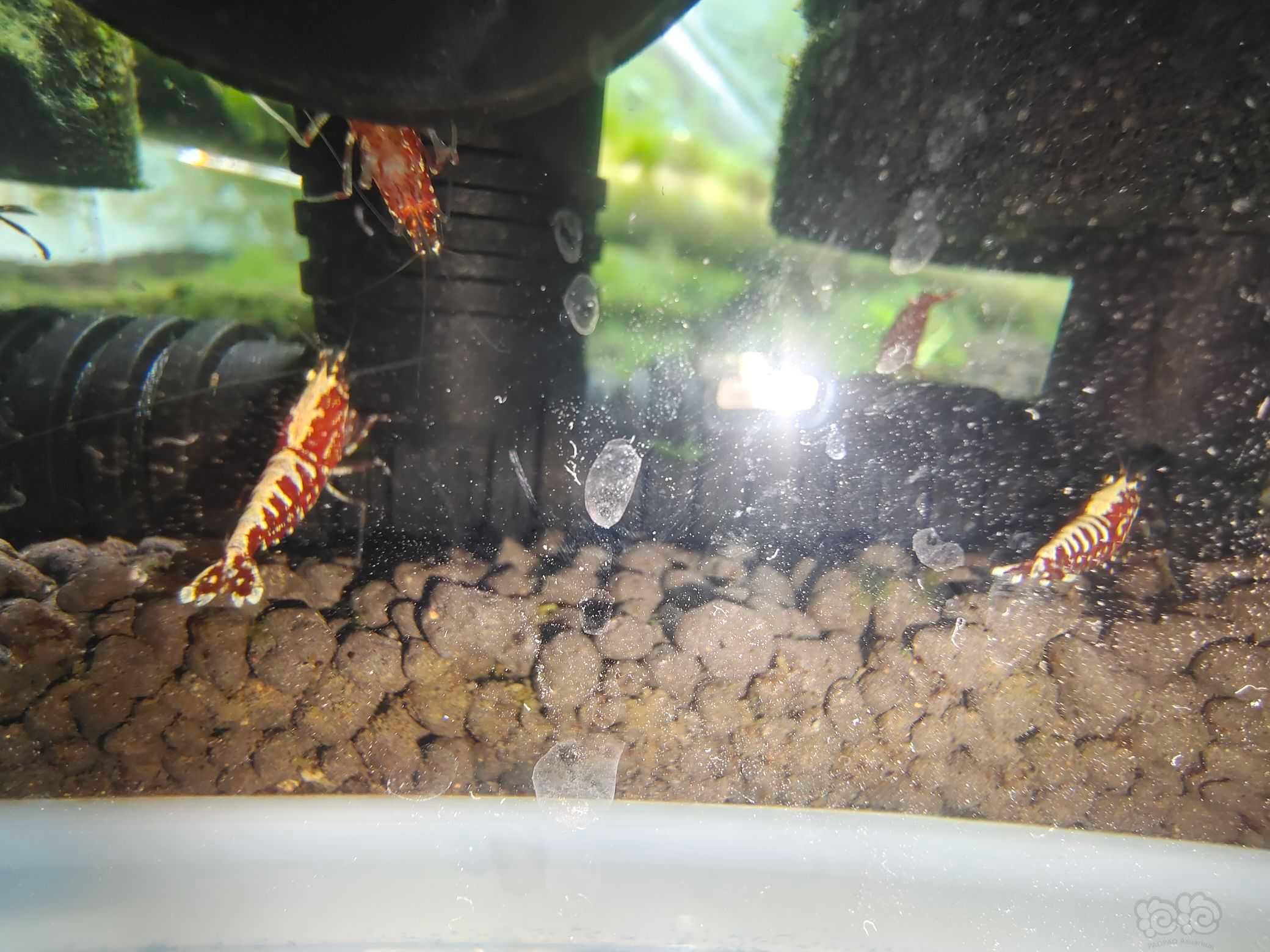 【水晶虾】红银河水晶虾-图4
