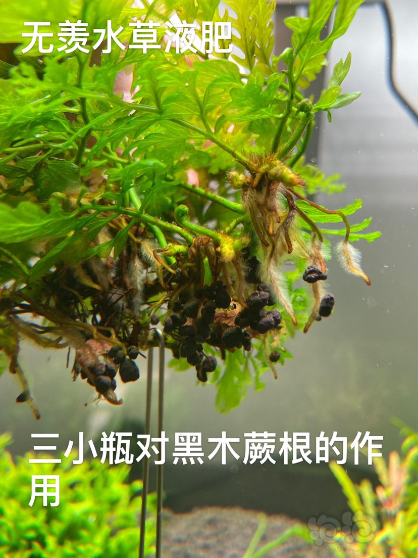 【肥料】无羡水草液肥 除藻剂-图5