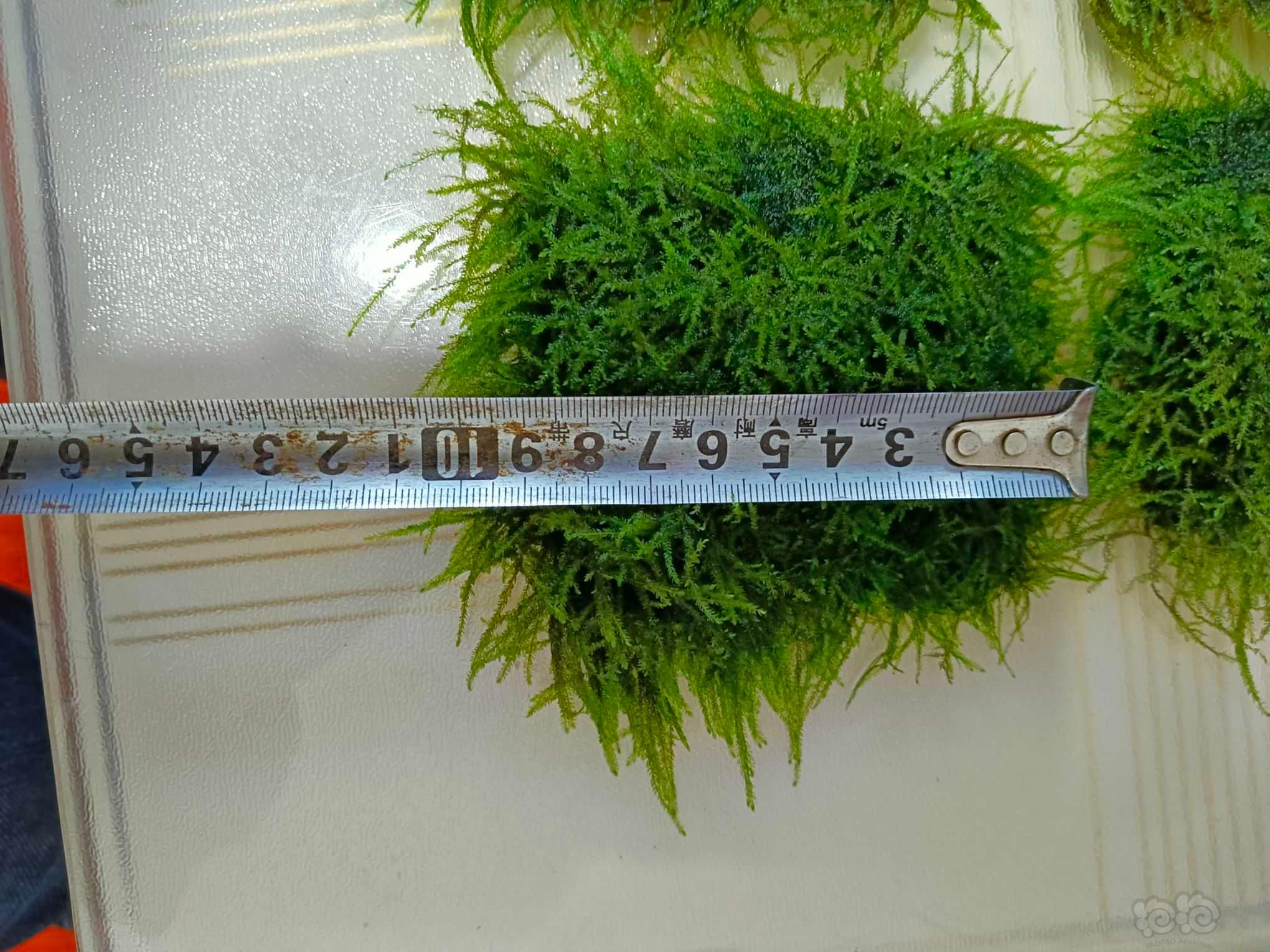【其他】便宜出自家缸里水下叶水草正宗爪哇莫斯-图1