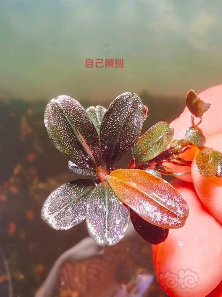 【辣椒榕】重出江湖的老货辣椒榕组合-图6