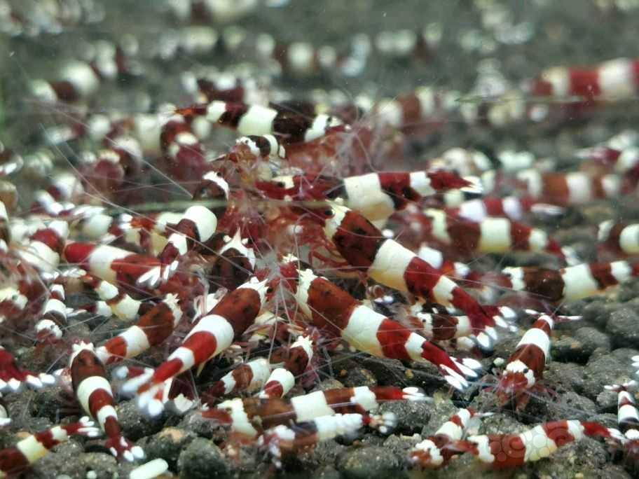 【水晶虾】酒红公虾出售-图3