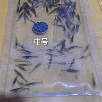 【米虾】黑壳虾批发零售，大中小3个规格，中通，顺丰快递包邮-图4