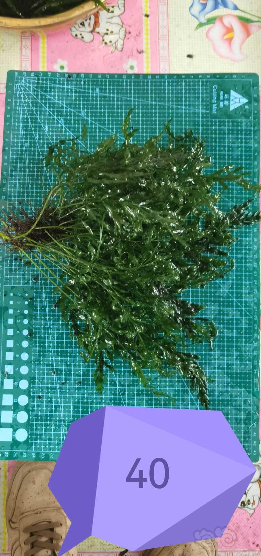 【出售】出矮种黑木蕨，细叶铁-图2