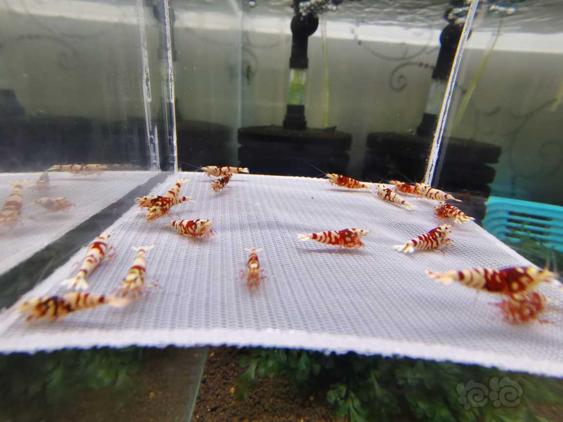 【水晶虾】深红血红花虎-图4