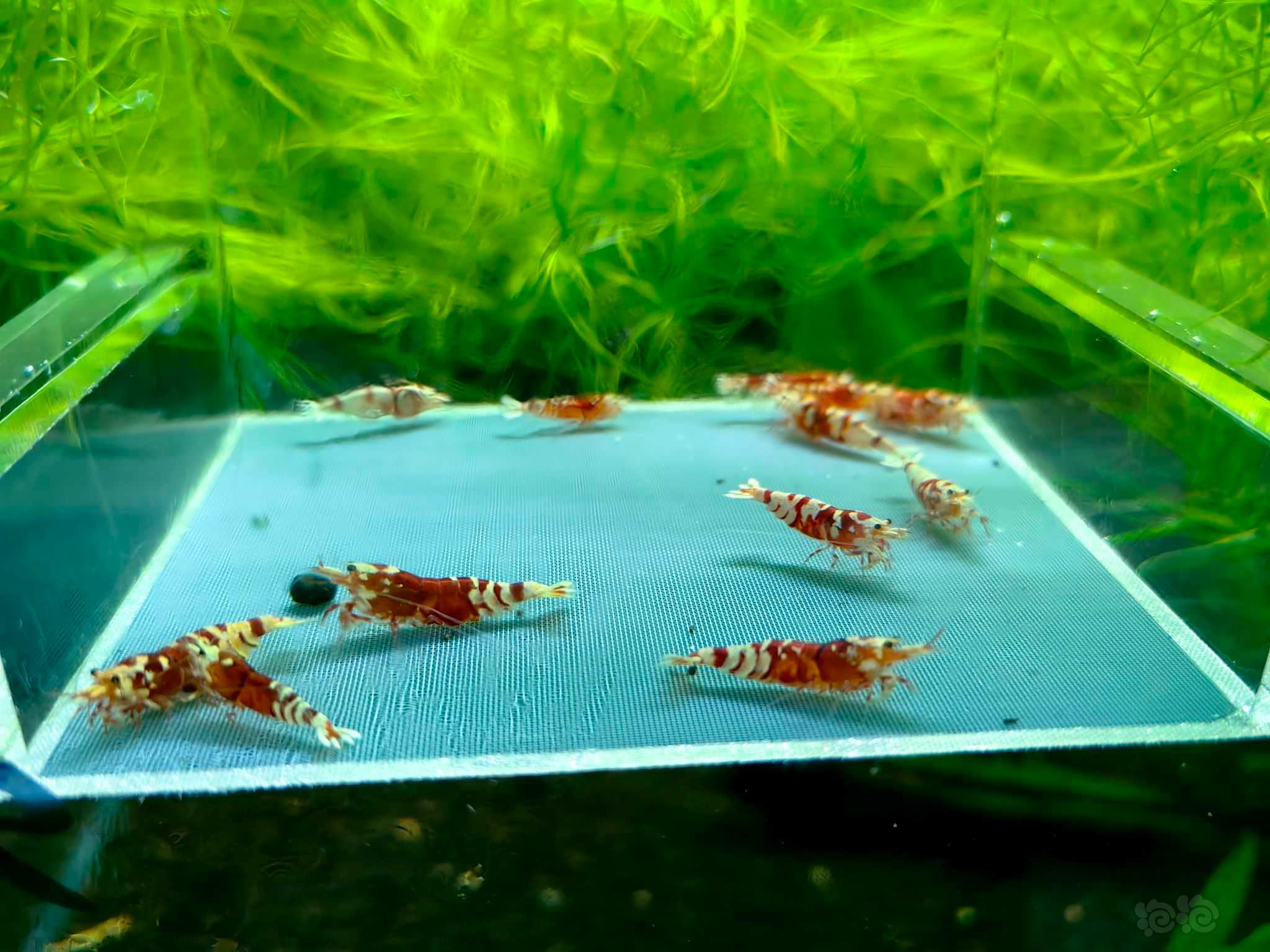 【水晶虾】【水晶虾】出10只送2只深红血淘汰红花虎-图2