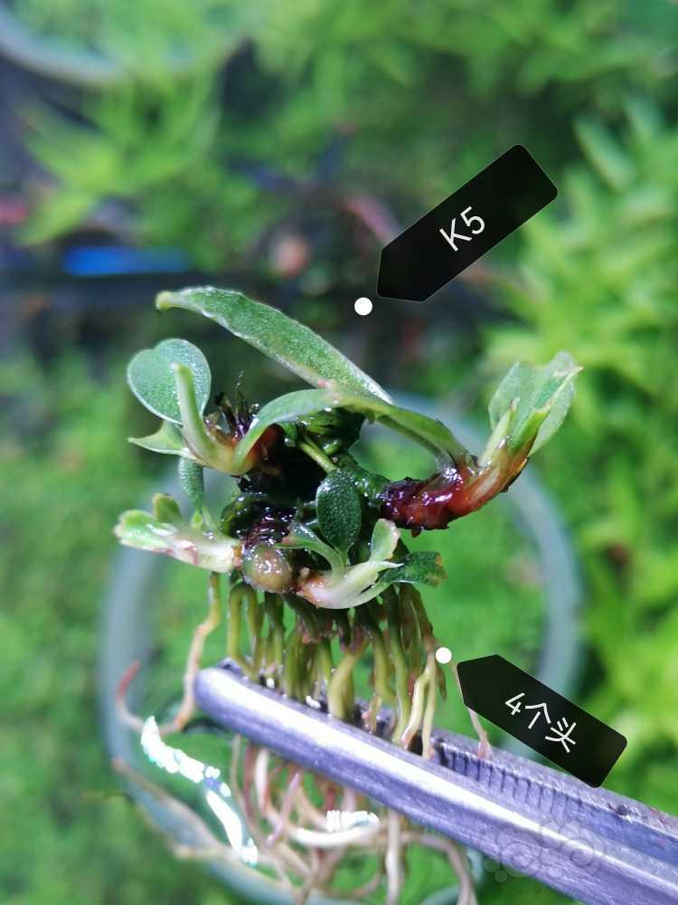 【辣椒榕】【K5 + 丘比特 】辣椒榕盲盒 ￥58/个-图3