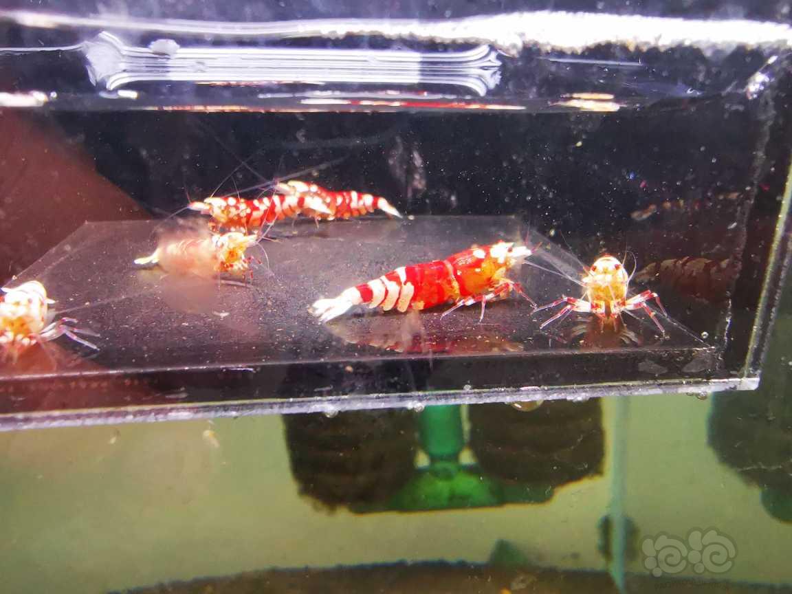 【水晶虾】出售红花虎四母两公繁殖组-图1