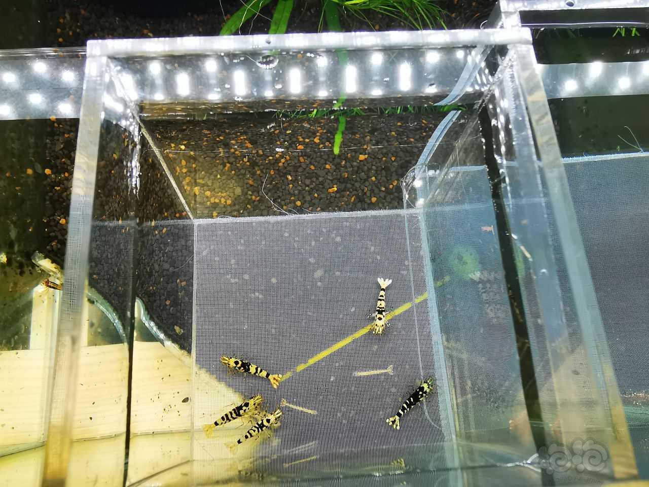 【水晶虾】出黑花虎繁殖组-图6
