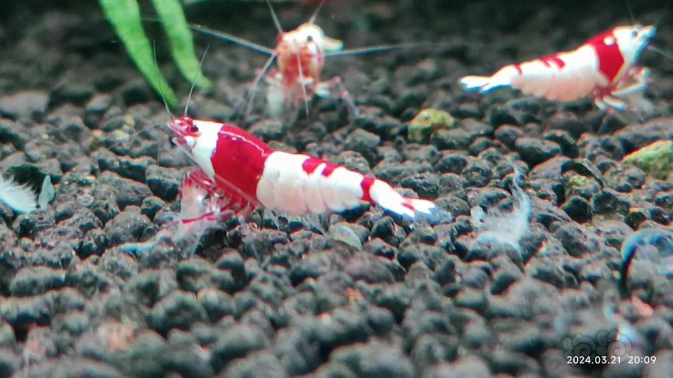 【水晶虾】出红白纯血水晶虾-图3