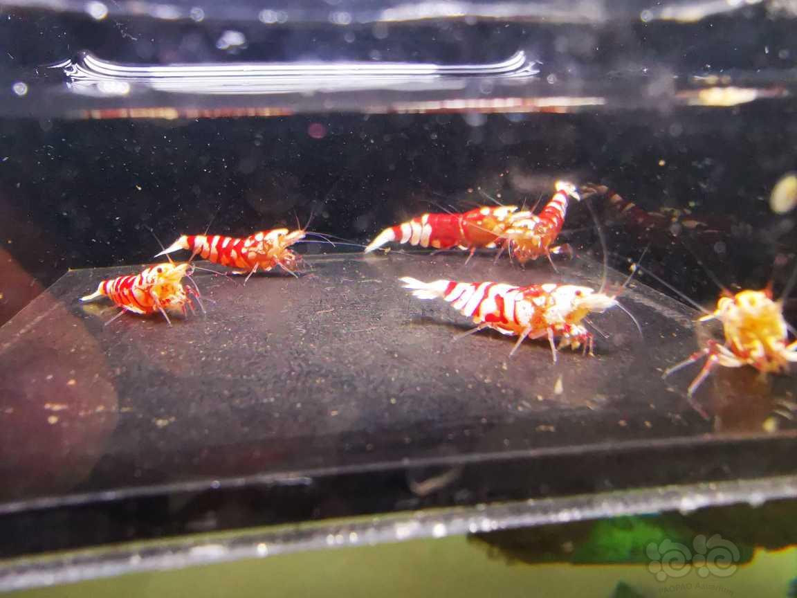 【水晶虾】出售红花虎四母两公繁殖组-图5