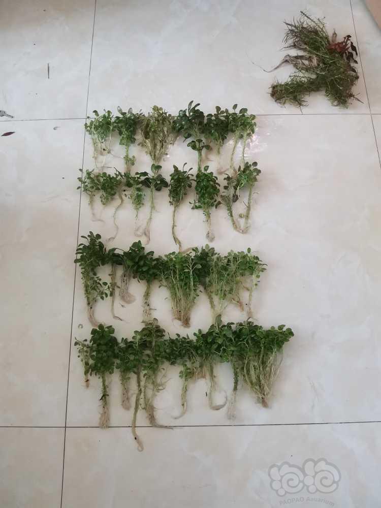 【有茎】出罗贝力水草，大小100颗左右-图1