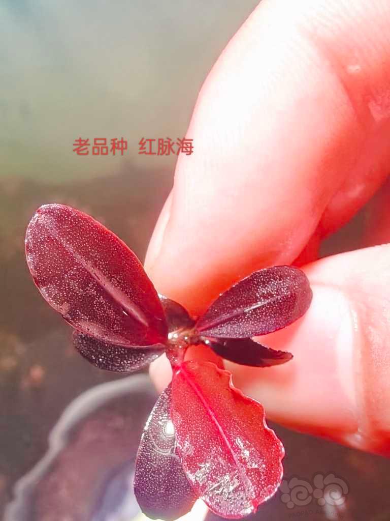 【辣椒榕】重出江湖的老货辣椒榕组合-图5