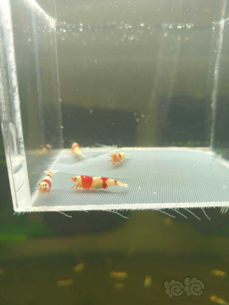 【水晶虾】出售红白纯血水晶虾-图4