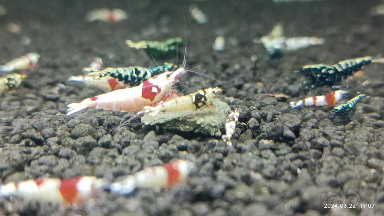 【水晶虾】淘汰红白，黑白-图1