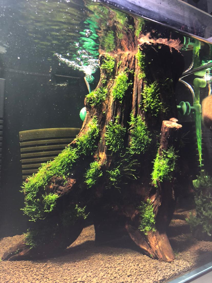 【出售】【出售】沉木树桩，珊瑚莫斯树-图5
