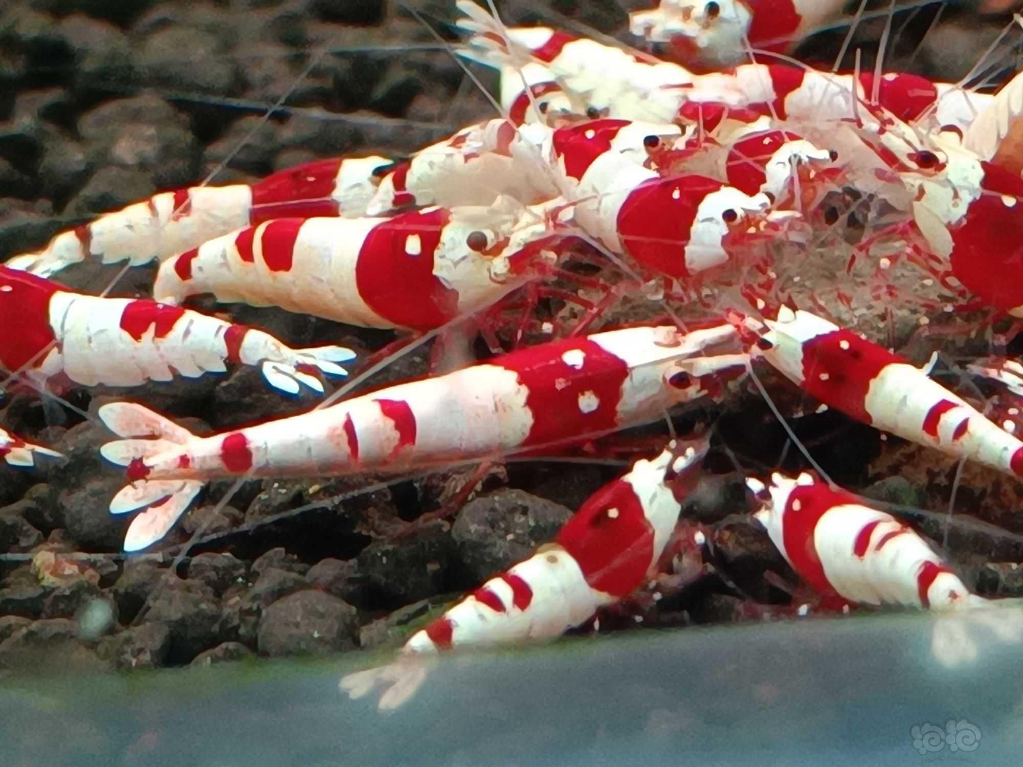 【水晶虾】出红白纯血水晶虾-图6