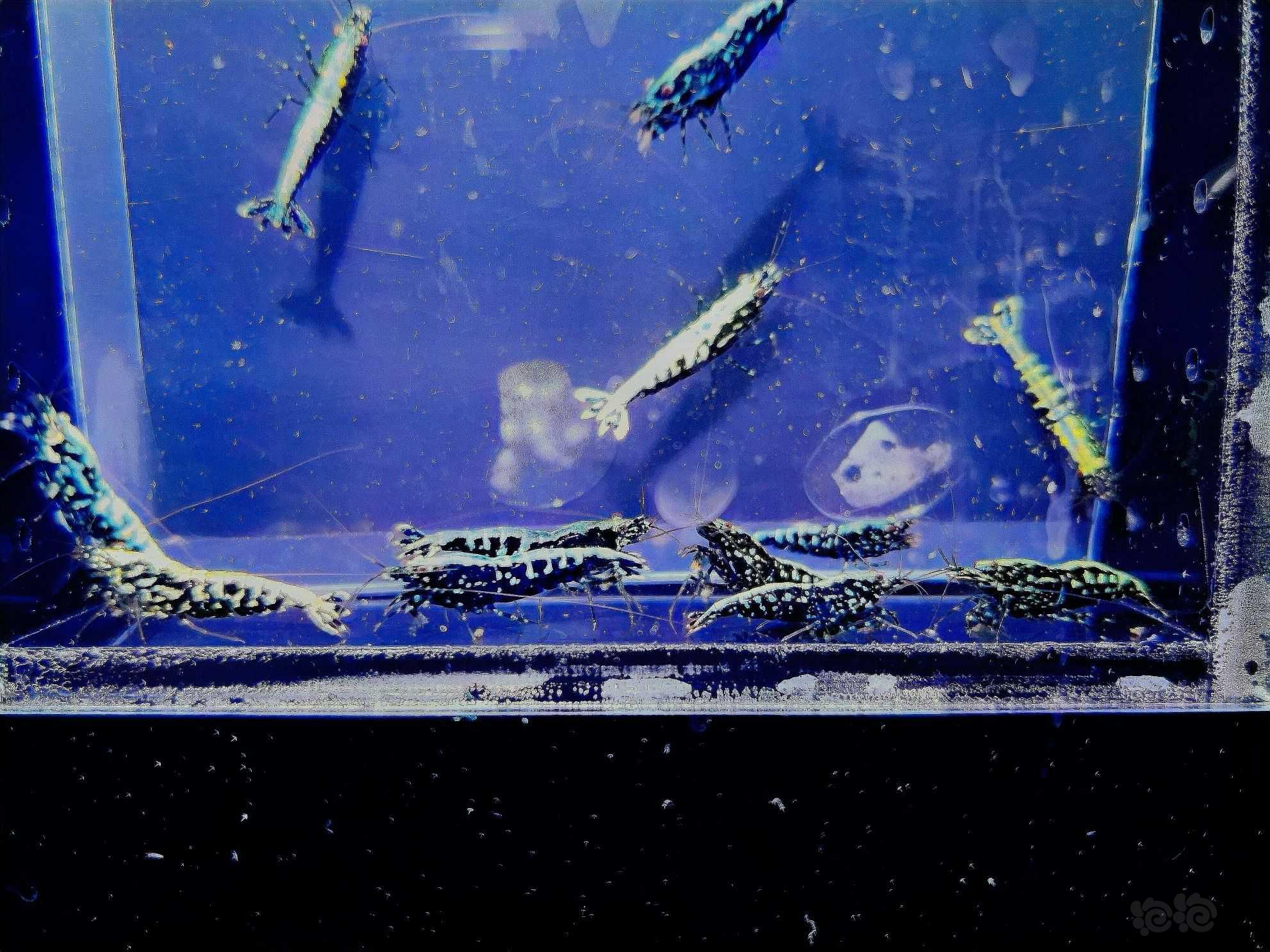 【水晶虾】出一组黑银河水晶虾-图3