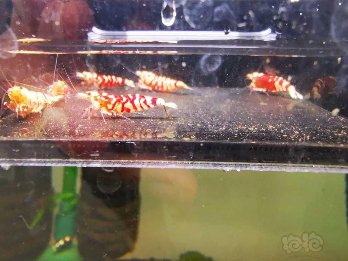 【水晶虾】出售红花虎四母两公繁殖组-图3