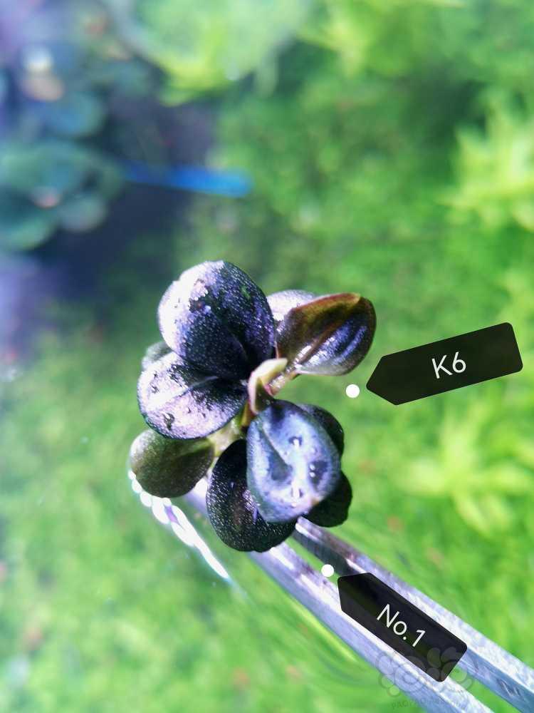 【水榕】【K6 辣椒榕盲盒】￥68/个-图1