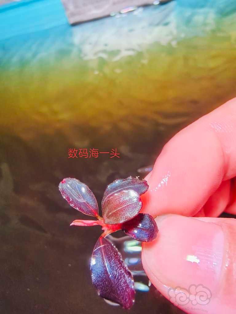 【辣椒榕】14个品种辣椒榕组合-图7