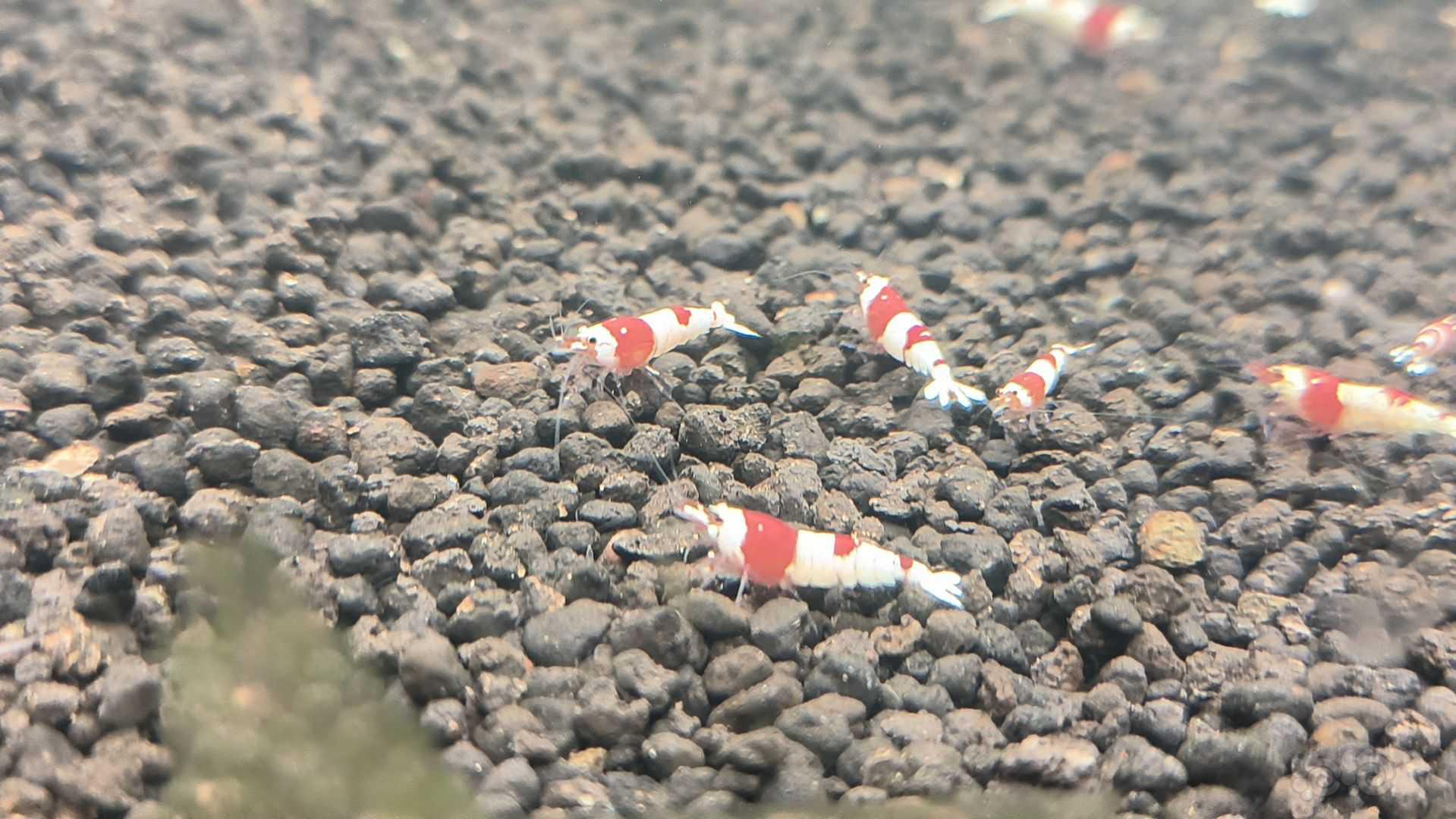 【水晶虾】出售红白纯血水晶虾-图2