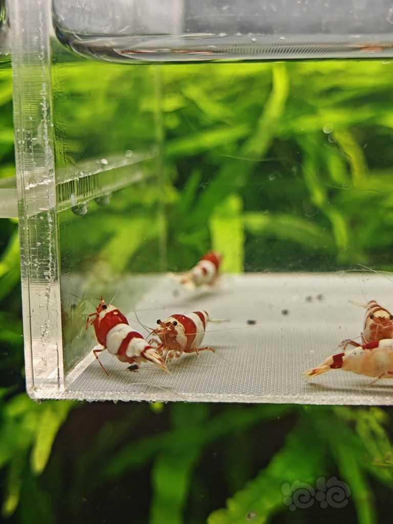 【虾螺】【出售】高端纯血红白12只，包邮
【厚甲】喜欢厚甲的来-图4