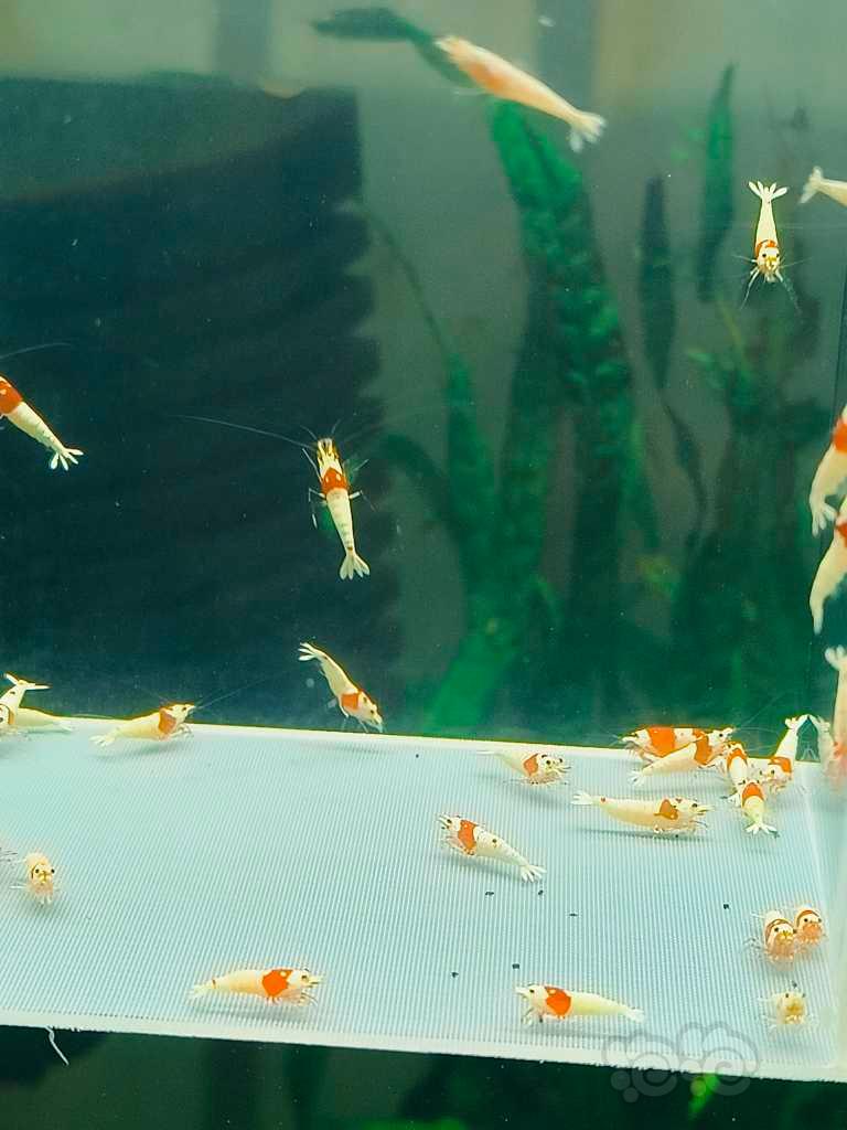 【水晶虾】出一组红白纯血水晶虾-图1