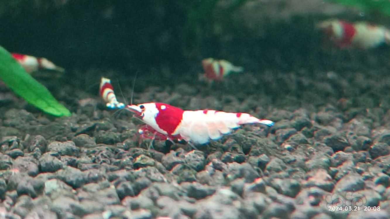 【水晶虾】出红白纯血水晶虾-图1