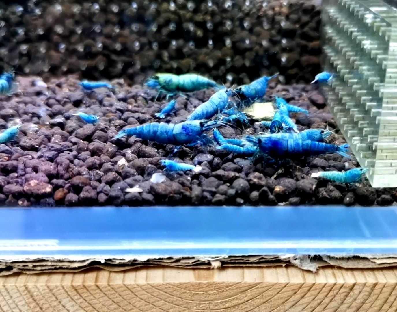 【水晶虾】超级蓝金刚二线苗子-图1